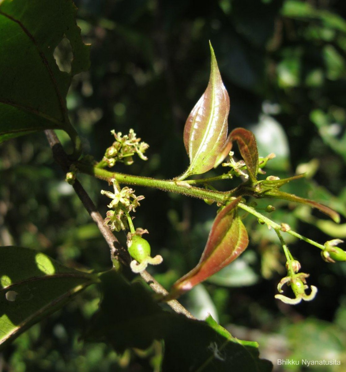 Celtis philippensis Blanco